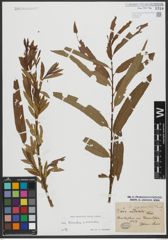 Foto von Salix triandra L. x Salix viminalis L.